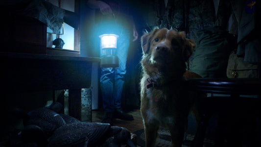 Good Boy: The Dog’s POV Horror (91% on Rotten Tomatoes)